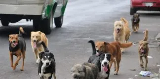 #ComportamientoAnimal Los perros podrían recordar el pasado reciente, afirma estudio