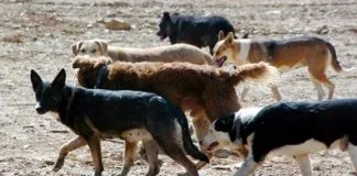 #LOSLAGOS Comienzan operativos gratuitos de esterilización para 500 animales en Frutillar