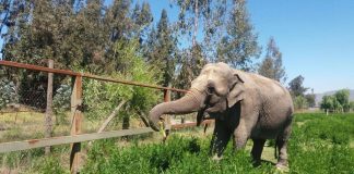 #OHIGGINS #HenoParaRamba, la iniciativa que busca fondos para ayudar en la alimentación de Ramba