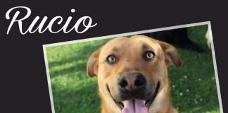 #EPAdifunde La historia de Rucio, un tierno perrito en busca de un hogar