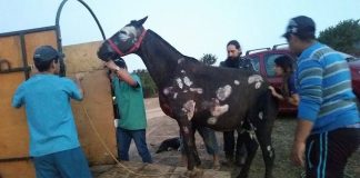 #VALPARAISO Piden ayuda para animales afectados por el incendio en Villa Alemana