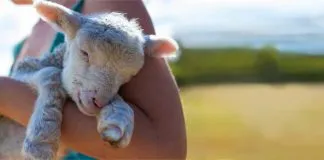 #MUNDO: Carnismo: El condicionamiento social que te lleva al consumo de carne