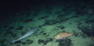 #MIRADANACIONAL Proponen medidas para eliminar progresivamente la pesca de arrastre de fondo