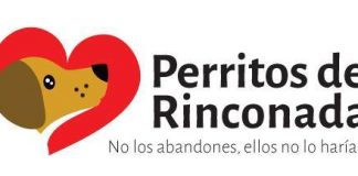 #SANTIAGO: (Video) Conoce la historia de Perritos de Rinconada