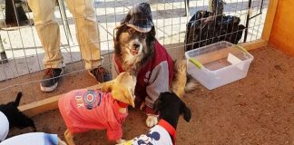 #ANTOFAGASTA Animalistas alimentarán perros y gatos callejeros durante la Navidad en Calama