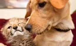 #OPINION Liberalismo y consideración moral de los animales