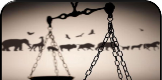 #PUNTOLEGAL La Justicia Civil y los mecanismos de protección animal