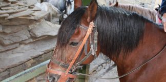 #BIOBIO Encuentran faenado caballo que fue robado minutos antes en San Pedro de la Paz