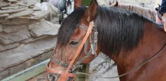 #BIOBIO Encuentran faenado caballo que fue robado minutos antes en San Pedro de la Paz