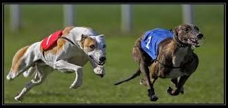 #ARGENTINA El Gobierno promulgó la ley que prohíbe las carreras de galgos