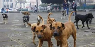 #BIOBIO Vecinos de Chillán denuncian masiva muerte de perros envenenados cerca del Complejo Quilamapu