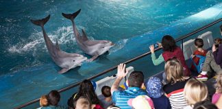 #ESPAÑA Barcelona anuncia que desde el año 2019 será una ciudad sin delfines