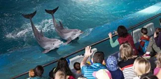 #ESPAÑA Barcelona anuncia que desde el año 2019 será una ciudad sin delfines