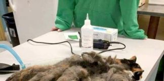 #ESTADOSUNIDOS Hidey, la gata que fue olvidada por su dueño y fue rescatada con un kilo de rastas en su lomo