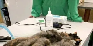 #ESTADOSUNIDOS Hidey, la gata que fue olvidada por su dueño y fue rescatada con un kilo de rastas en su lomo