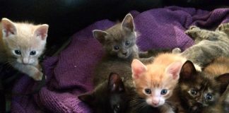 #EPAdifude Hermosos gatitos buscan un hogar en Santiago