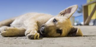 #SALUD Las claves para evitar que nuestros animales sufran en días calurosos