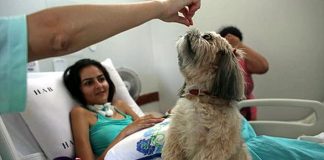 #ESPAÑA Un hospital de Madrid abre la puerta a los perros de sus pacientes pediátricos