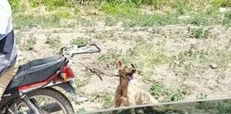 #SANTIAGO Denuncian a hombre por arrastrar a su perro desde una motocicleta en Melipilla