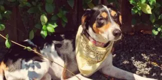 #MÉXICO Campaña lanzada en redes sociales permitió encontrar a perro extraviado en aeropuerto por aerolínea