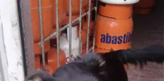 #EPAdifunde Negro, el perrito que busca un hogar urgentemente