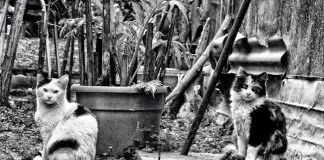#OPINION Por una política pública que promueva el control ético de las colonias de gatos