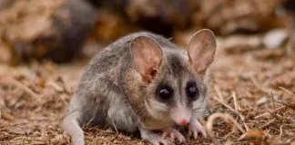 #MiradaNacional Denuncian macabro asesinato de marsupial chileno