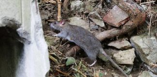 #FRANCIA Defensores de los animales llaman a proteger a las ratas de París: «Paren el genocidio»