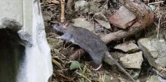 #FRANCIA Defensores de los animales llaman a proteger a las ratas de París: «Paren el genocidio»