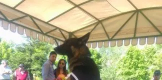 #BIOBIO La emocionante despedida de un perro de Carabineros a su instructor fallecido