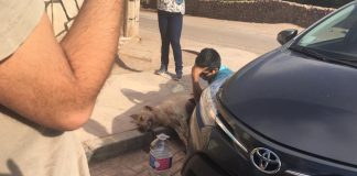 #ANTOFAGASTA Perro fue rescatado de maletero de auto en San Pedro de Atacama