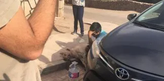 #ANTOFAGASTA Perro fue rescatado de maletero de auto en San Pedro de Atacama