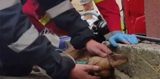 #RUMANIA Bombero es aclamado héroe tras salvar a un perro con respiración boca a boca