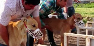 Parlamentario se compromete a ingresar nuevo proyecto para prohibir las carreras de galgos en Chile
