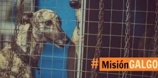 Claudia y campaña para prohibir las carreras de galgos en Chile: «No es un perro que nació para competir»