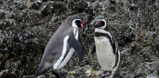 #CANADA Anuncian investigación por misteriosa muerte de Siete pingüinos de Humboldt en Zoológico
