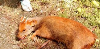 #LOSRIOS Especie en peligro de extinción muere atropellada en Ruta Hua Hum de Panguipulli