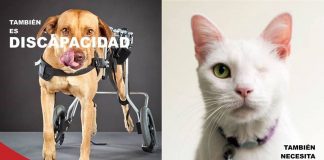 #VALPARAISO La Quiltretón, la iniciativa en pro del Refugio La Quiltrería que ayuda a perritos discapacitados