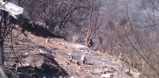 #VALPARAISO Lanzan página por Facebook para ayudar en la difusión de los animales perdidos y encontrados tras el Incendio