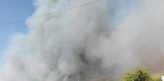 #MAULE Evacuan perros del refugio de la Fundación GEA dado a los #IncendiosForestales en Cauquenes