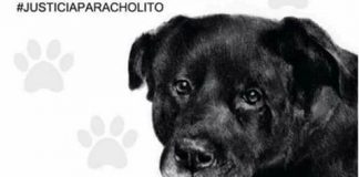 #SANTIAGO: Video: Más de 6 mil personas alzaron la voz contra el asesinato de Cholito