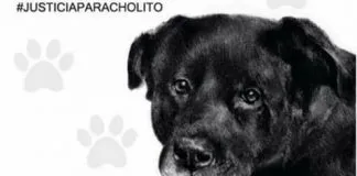 #MIRADANACIONAL Convocan marcha nacional este fin de semana en memoria de #Cholito