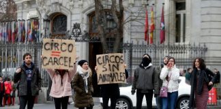 #ESPAÑA El Ayuntamiento de Madrid prohibirá los circos con animales
