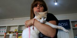 #VALPARAISO Condenan al pago de una millonaria multa a sujeto que le disparó a un gatito en Viña del Mar
