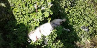 #BIOBIO El triste final de Jacinta, la perrita que fue degollada tras escaparse en Cabrero