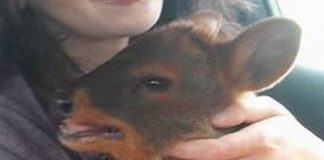 #LOSLAGOS Rescatan a pudú en Dalcahue