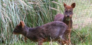 Colmevet hace un llamado para mejorar el rescate de la fauna silvestre herida en #Chile