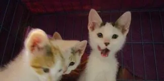 #EPAdifunde Hermosos gatitos rescatados buscan un hogar en Santiago