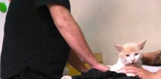 #VALPARAISO Gato fue baleado por un vecino en #ViñadelMar