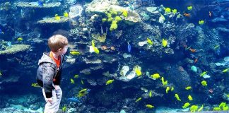 #ESTUDIO Caza de leones y osos marinos ha alterado ecosistema del Atlántico